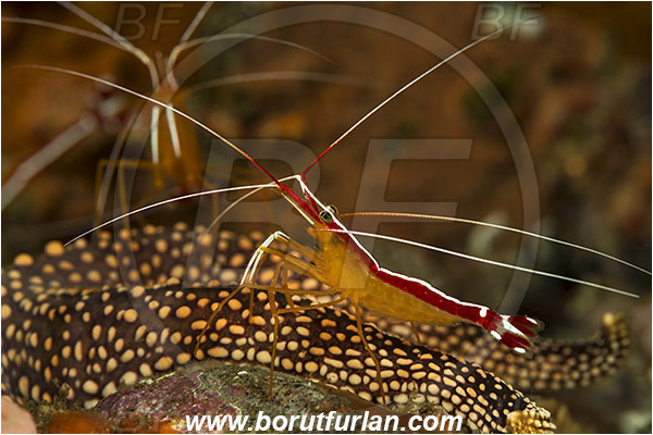 Rinja, Komodo, Indonesia, Lysmata amboinensis, Lysmata, Lysmatidae, Decapoda, Skunk Cleaner Shrimp, Shrimp, Crustacea, Crustacean