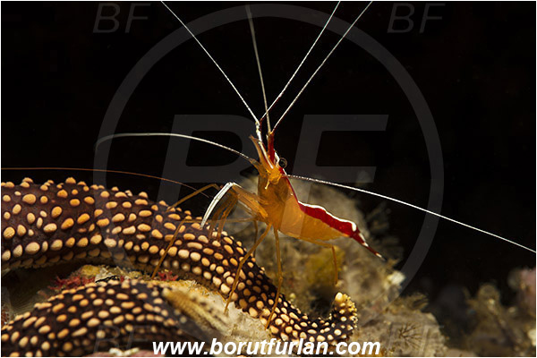 Rinja, Komodo, Indonesia, Lysmata amboinensis, Lysmata, Lysmatidae, Decapoda, Skunk Cleaner Shrimp, Shrimp, Crustacea, Crustacean