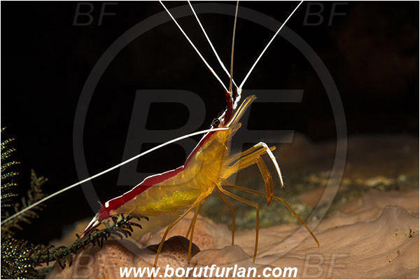 Rinja, Komodo, Indonesia, Lysmata amboinensis, Lysmata, Lysmatidae, Decapoda, Skunk Cleaner Shrimp, Shrimp, Crustacea, Crustacean