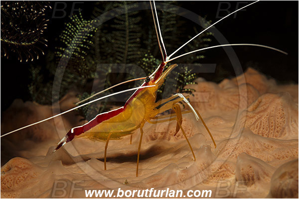 Rinja, Komodo, Indonesia, Lysmata amboinensis, Lysmata, Lysmatidae, Decapoda, Skunk Cleaner Shrimp, Shrimp, Crustacea, Crustacean