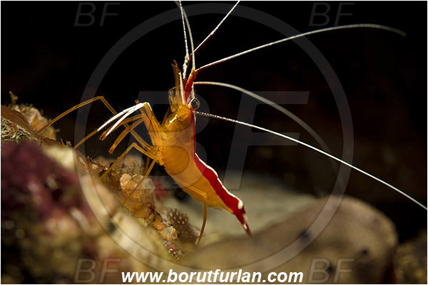 Rinja, Komodo, Indonesia, Lysmata amboinensis, Lysmata, Lysmatidae, Decapoda, Skunk Cleaner Shrimp, Shrimp, Crustacea, Crustacean