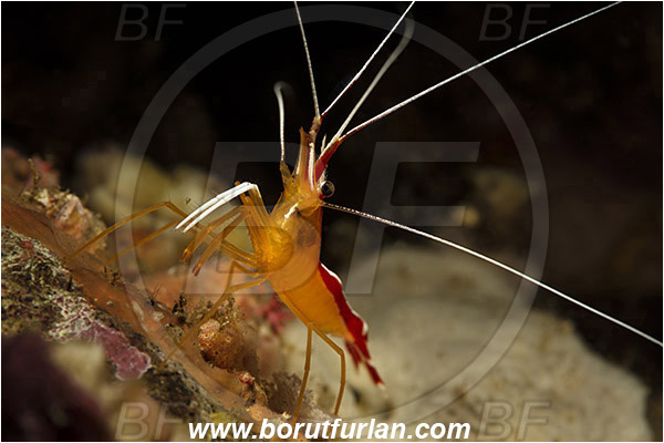 Rinja, Komodo, Indonesia, Lysmata amboinensis, Lysmata, Lysmatidae, Decapoda, Skunk Cleaner Shrimp, Shrimp, Crustacea, Crustacean