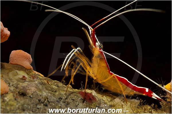 Rinja, Komodo, Indonesia, Lysmata amboinensis, Lysmata, Lysmatidae, Decapoda, Skunk Cleaner Shrimp, Shrimp, Crustacea, Crustacean