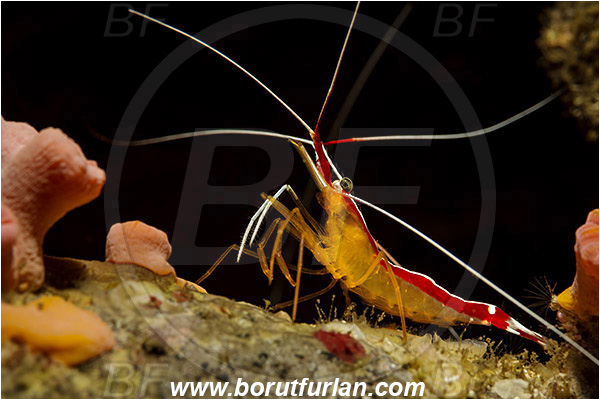 Rinja, Komodo, Indonesia, Lysmata amboinensis, Lysmata, Lysmatidae, Decapoda, Skunk Cleaner Shrimp, Shrimp, Crustacea, Crustacean