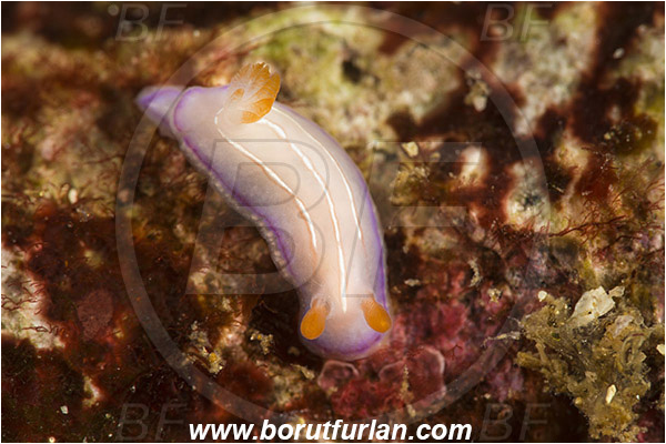 Rinja, Komodo, Indonesia, Hypselodoris bullockii, Hypselodoris, Chromodoridoidea, Purple Nudibranch, Nudibranch, Sea slug, Gastropoda, Mollusca, Mollusc, Juvenile