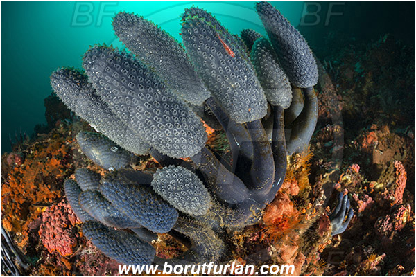 Rinja, Komodo, Indonesia, Nephtheis fascicularis, Nephtheis, Clavelinidae, Blue Sea Squirt Colony, Lollipop Tunicate, Tunicata, Tunicate, Sea squirt, Reef