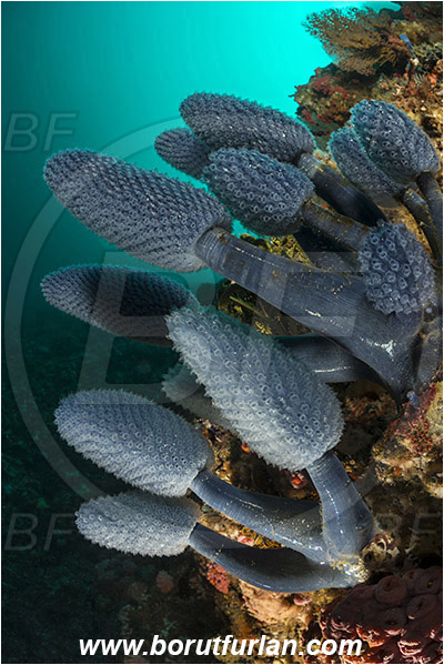 Rinja, Komodo, Indonesia, Nephtheis fascicularis, Nephtheis, Clavelinidae, Blue Sea Squirt Colony, Lollipop Tunicate, Tunicata, Tunicate, Sea squirt, Reef