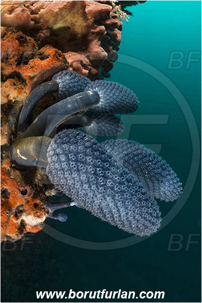 Rinja, Komodo, Indonesia, Nephtheis fascicularis, Nephtheis, Clavelinidae, Blue Sea Squirt Colony, Lollipop Tunicate, Tunicata, Tunicate, Sea squirt, Reef