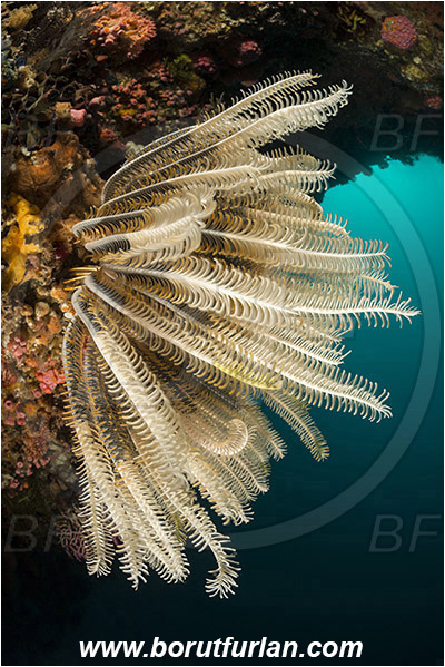 Rinja, Komodo, Indonesia, Comanthina sp., Comanthina, Comatulidae, Feather star, Crinoidea, Echinoderm, Echinodermata, Reef