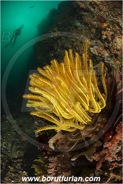 Padar, Komodo, Indonesia, Comaster schlegelii, Comaster, Comatulidae, Feather star, Crinoidea, Echinoderm, Echinodermata, Reef, Diver