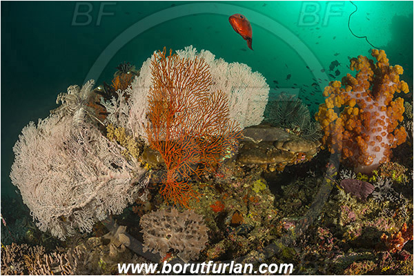 Padar, Komodo, Indonesia, Melithaea sp., Melithaea, Acabaria sp., Acabaria, Melithaeidae, Sea fan, Coral, Cnidaria, Cnidarian, Reef
