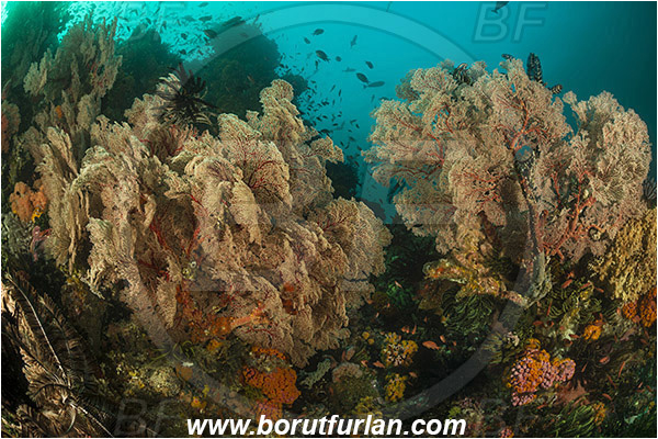 Padar, Komodo, Indonesia, Melithaea sp., Melithaea, Melithaeidae, Sea fan, Coral, Cnidaria, Cnidarian, Reef