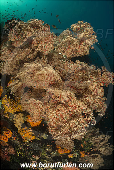 Padar, Komodo, Indonesia, Melithaea sp., Melithaea, Melithaeidae, Sea fan, Coral, Cnidaria, Cnidarian, Reef
