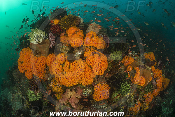 Padar, Komodo, Indonesia, Tubastraea faulkneri, Tubastraea, Dendrophylliidae, Sun coral, Cup coral, Coral, Anthozoa, Cnidaria, Cnidarian, Reef