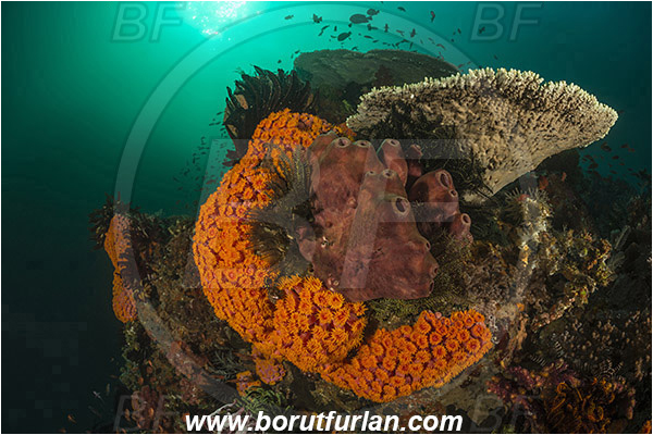 Padar, Komodo, Indonesia, Tubastraea faulkneri, Tubastraea, Dendrophylliidae, Sun coral, Cup coral, Coral, Anthozoa, Cnidaria, Cnidarian, Reef, Acropora hyacinthus, Acropora, Acroporidae, Table Coral