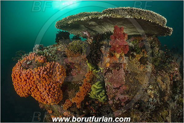 Padar, Komodo, Indonesia, Tubastraea faulkneri, Tubastraea, Dendrophylliidae, Sun coral, Cup coral, Coral, Anthozoa, Cnidaria, Cnidarian, Reef, Acropora hyacinthus, Acropora, Acroporidae, Table Coral