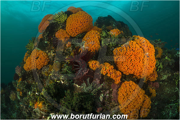 Padar, Komodo, Indonesia, Tubastraea faulkneri, Tubastraea, Dendrophylliidae, Sun coral, Cup coral, Coral, Anthozoa, Cnidaria, Cnidarian, Reef