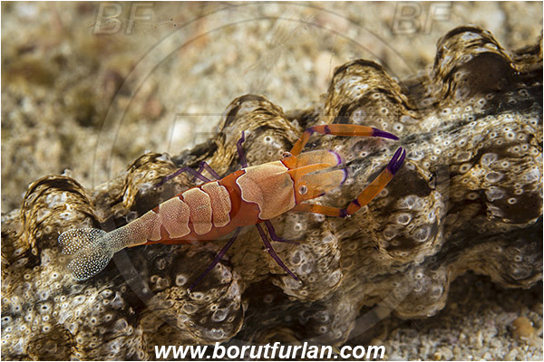 Padar, Komodo, Indonesia, Periclimenes imperator, Periclimenes, Palaemonidae, Decapoda, Emperor Shrimp, Shrimp, Crustacea, Crustacean