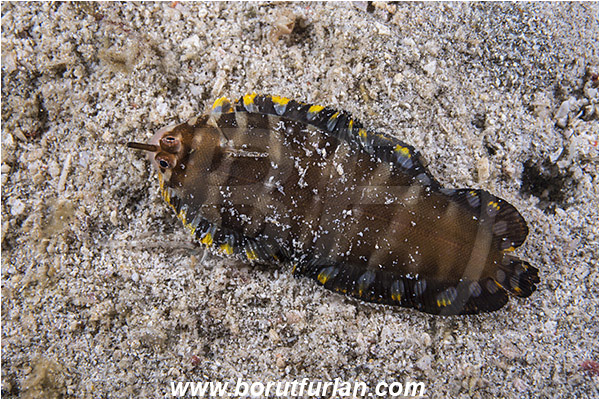 Padar, Komodo, Indonesia, Zebrias fasciatus, Zebrias, Soleidae, Banded sole, Flounder, Fish