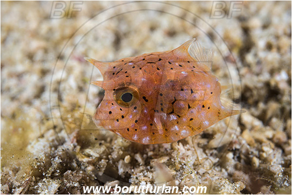 Padar, Komodo, Indonesia, Lactoria cornuta, Lactoria, Ostraciidae, Longhorn cowfish, Cowfish, Fish, Juvenile