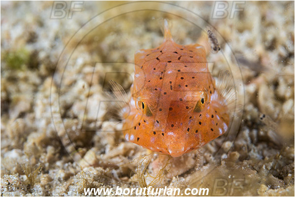Padar, Komodo, Indonesia, Lactoria cornuta, Lactoria, Ostraciidae, Longhorn cowfish, Cowfish, Fish, Juvenile