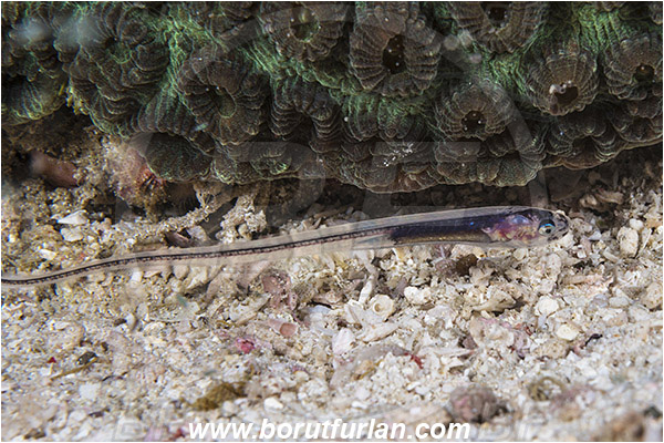 Padar, Komodo, Indonesia, Encheliophis homei, Encheliophis, Carapidae, Silver pearlfish, Pearlfish, Fish