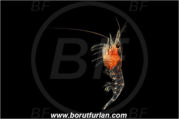 Padar, Komodo, Indonesia, Decapoda, Shrimp, Crustacea, Crustacean, Unidentified