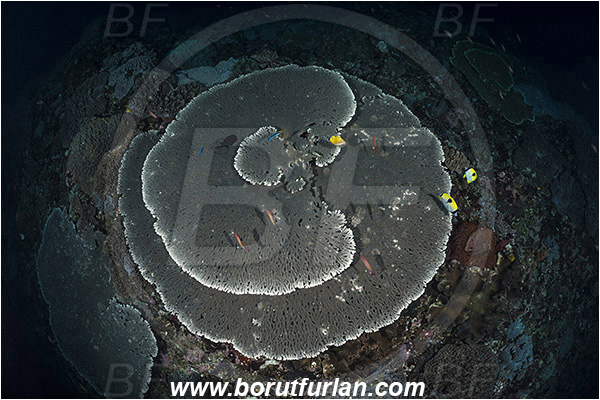 Komodo, Indonesia, Acropora clathrata, Acropora, Acroporidae, Table Coral, Coral, Anthozoa, Cnidaria, Cnidarian, Reef