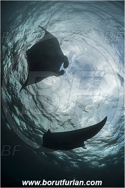 Komodo, Indonesia, Mobula birostris, Mobula, Myliobatidae, Elasmobranchii, Giant Manta, Manta, Fish