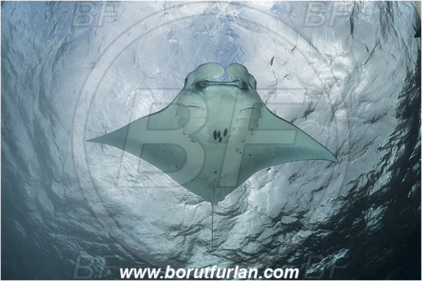 Komodo, Indonesia, Mobula birostris, Mobula, Myliobatidae, Elasmobranchii, Giant Manta, Manta, Fish