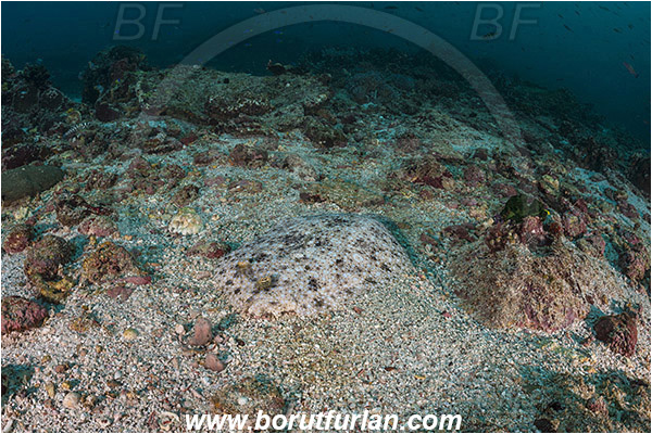 Komodo, Indonesia, Bothus pantherinus, Bothus, Bothidae, Leopard flounder, Flounder, Fish, Reef