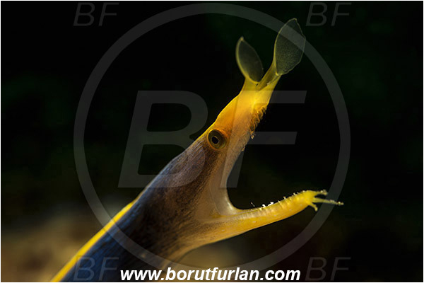 Komodo, Indonesia, Rhinomuraena quaesita, Rhinomuraena, Muraenidae, Ribbon eel, Ribbon moray, Moray, Fish, Portrait