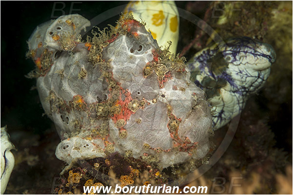 Komodo, Indonesia, Antennarius maculatus, Antennarius, Antennariidae, Warty frogfish, Frogfish, Fish