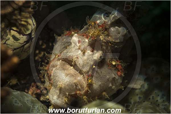 Komodo, Indonesia, Antennarius maculatus, Antennarius, Antennariidae, Warty frogfish, Frogfish, Fish, Portrait