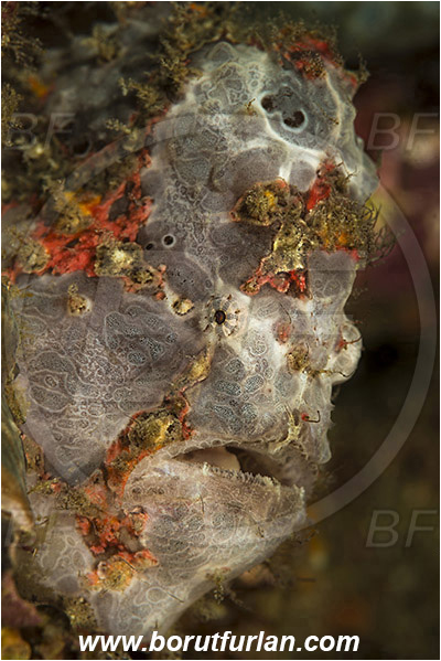 Komodo, Indonesia, Antennarius maculatus, Antennarius, Antennariidae, Warty frogfish, Frogfish, Fish, Portrait