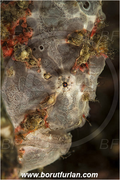 Komodo, Indonesia, Antennarius maculatus, Antennarius, Antennariidae, Warty frogfish, Frogfish, Fish, Portrait