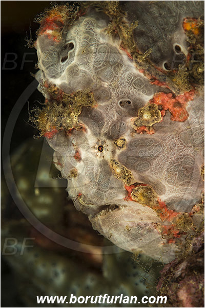 Komodo, Indonesia, Antennarius maculatus, Antennarius, Antennariidae, Warty frogfish, Frogfish, Fish, Portrait