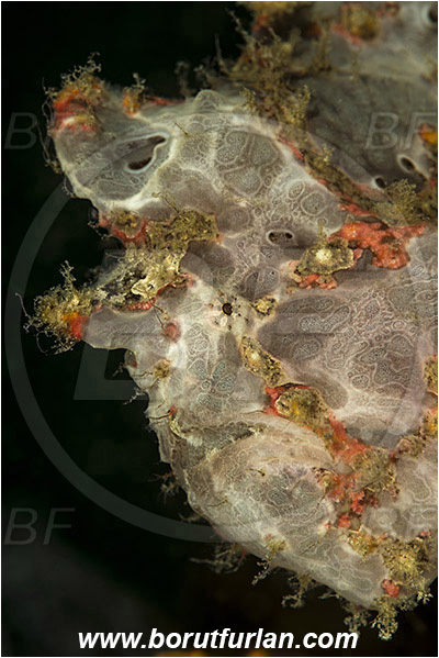 Komodo, Indonesia, Antennarius maculatus, Antennarius, Antennariidae, Warty frogfish, Frogfish, Fish, Portrait
