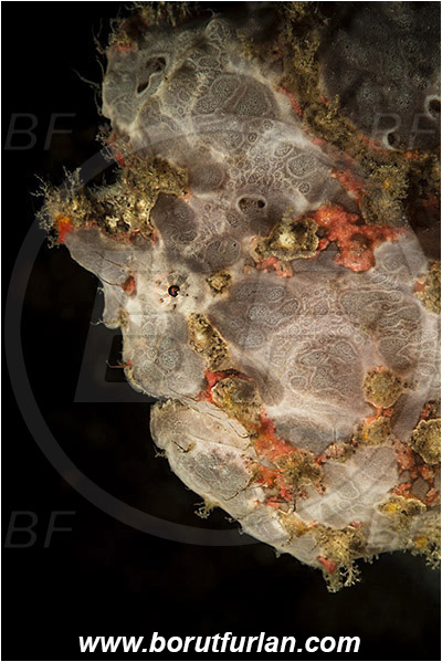 Komodo, Indonesia, Antennarius maculatus, Antennarius, Antennariidae, Warty frogfish, Frogfish, Fish, Portrait