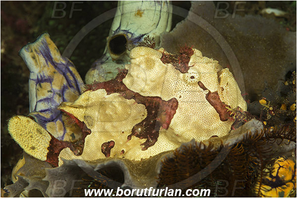 Komodo, Indonesia, Antennarius maculatus, Antennarius, Antennariidae, Warty frogfish, Frogfish, Fish