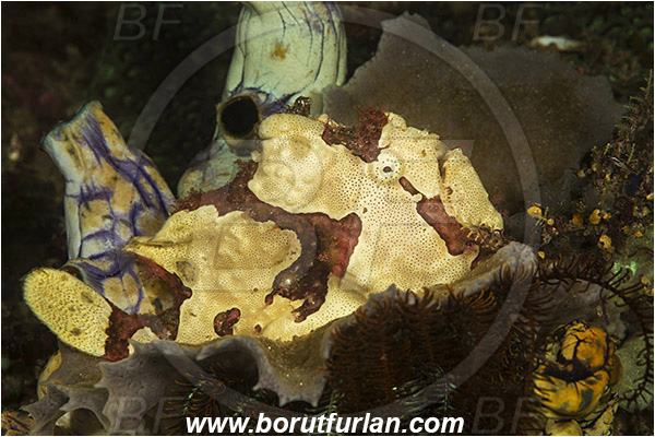 Komodo, Indonesia, Antennarius maculatus, Antennarius, Antennariidae, Warty frogfish, Frogfish, Fish