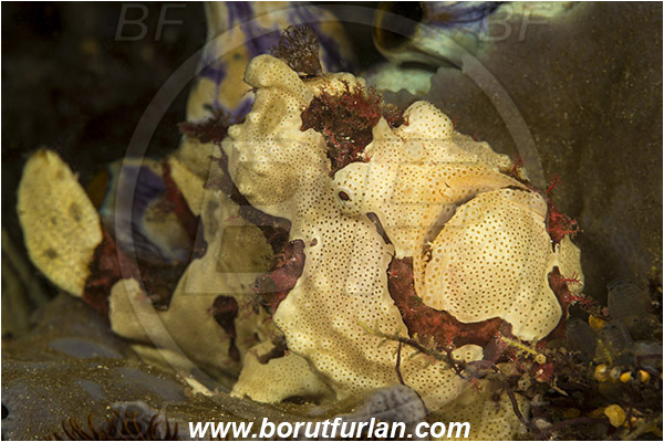 Komodo, Indonesia, Antennarius maculatus, Antennarius, Antennariidae, Warty frogfish, Frogfish, Fish