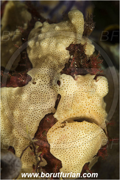 Komodo, Indonesia, Antennarius maculatus, Antennarius, Antennariidae, Warty frogfish, Frogfish, Fish, Portrait