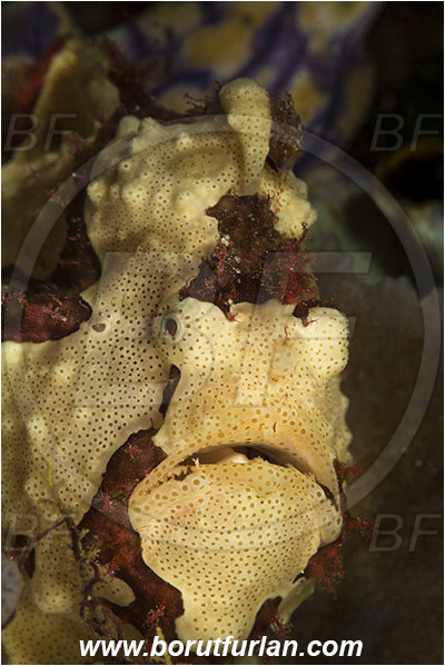 Komodo, Indonesia, Antennarius maculatus, Antennarius, Antennariidae, Warty frogfish, Frogfish, Fish, Portrait