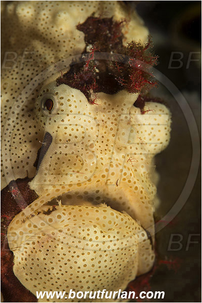 Komodo, Indonesia, Antennarius maculatus, Antennarius, Antennariidae, Warty frogfish, Frogfish, Fish, Portrait