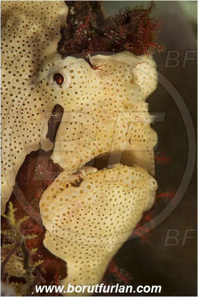 Komodo, Indonesia, Antennarius maculatus, Antennarius, Antennariidae, Warty frogfish, Frogfish, Fish, Portrait