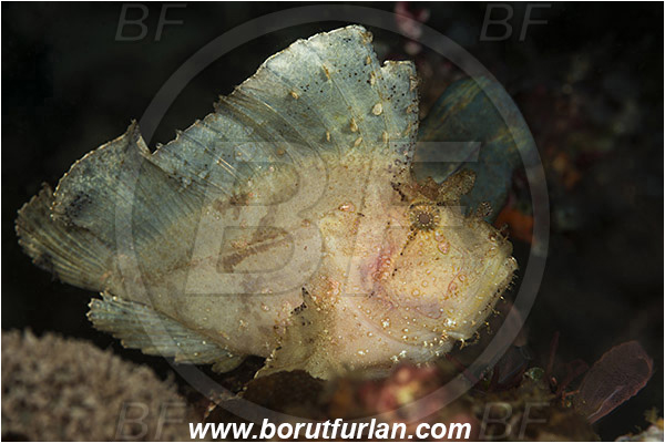Komodo, Indonesia, Taenianotus triacanthus, Taenianotus, Scorpaenidae, Leaf Scorpionfish, Scorpionfish, Fish