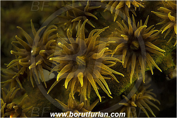 Komodo, Indonesia, Tubastraea micrantha, Tubastraea, Dendrophylliidae, Black sun coral, Coral, Anthozoa, Cnidaria, Cnidarian, Abstract