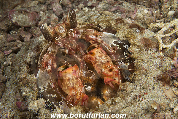 Komodo, Indonesia, Lysiosquillina maculata, Lysiosquillina, Lysiosquillidae, Crustacea, Crustacean, Stomatopoda, Stomatopod, Zebra Mantis Shrimp, Mantis Shrimp