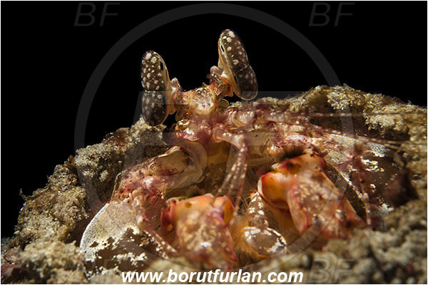 Komodo, Indonesia, Lysiosquillina maculata, Lysiosquillina, Lysiosquillidae, Crustacea, Crustacean, Stomatopoda, Stomatopod, Zebra Mantis Shrimp, Mantis Shrimp